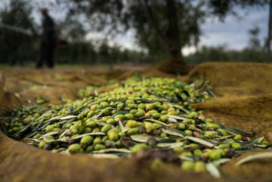 How Olive Oil Boosts Your Health